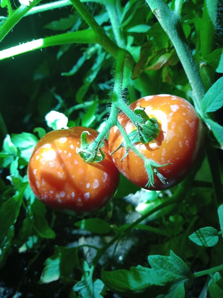 Tomato 🍅