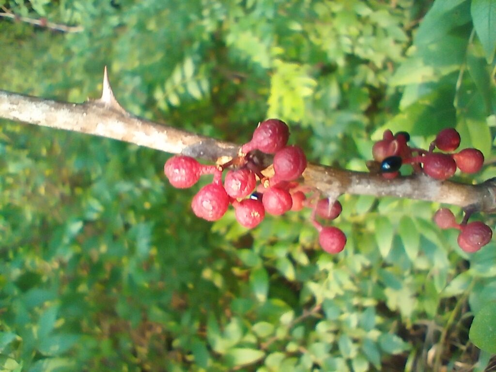 Thorn berries