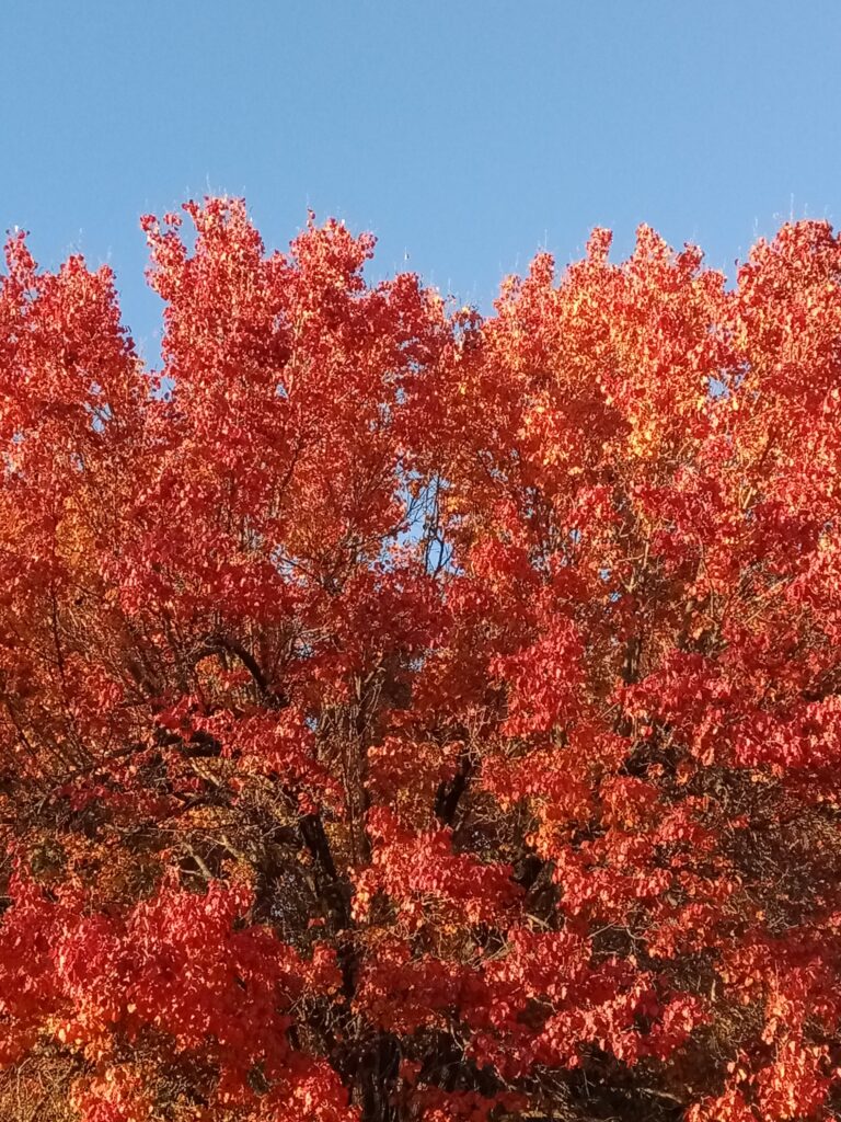 Fall tree color
