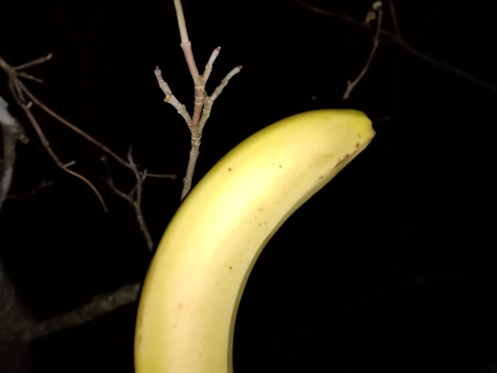 Growing bananas in America